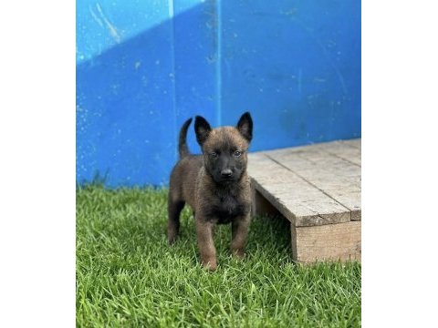 Belçika malinois yavrular
