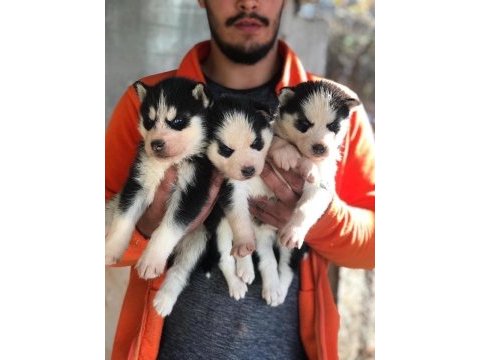 Orjinal sibirya kurdu yavrularım