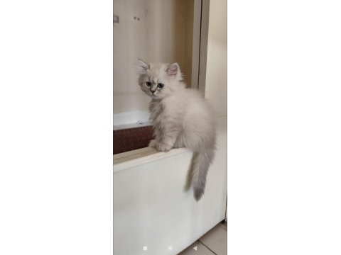 Safkan british malzemeleriyle 2 yavru 1 dişi 1 erkek