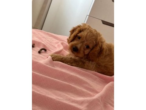 Bakımlı toy poodle bebekler