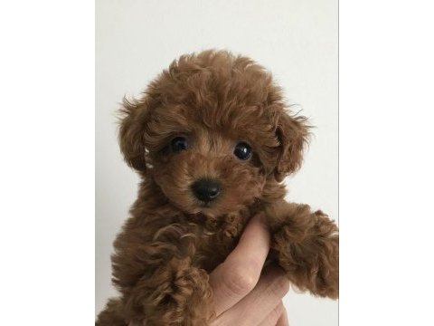 Ürk garantili poodle yavrular