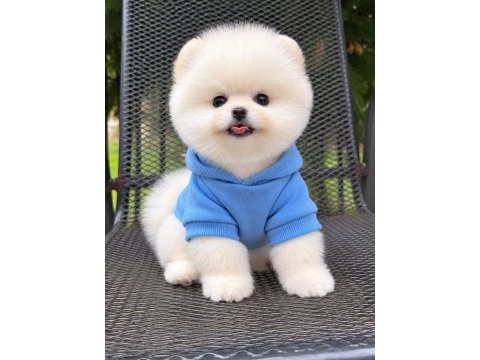 Ayı surat köpeklerimiz