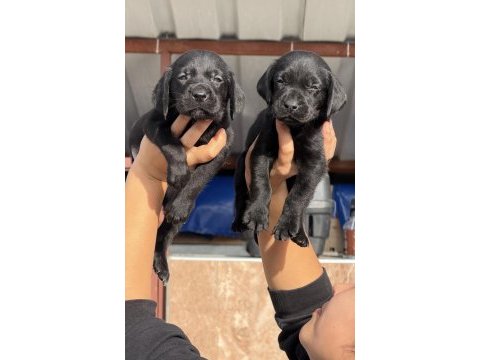 Labrador bebeklerimiz