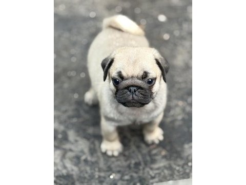 Pug mops yavru köpekler