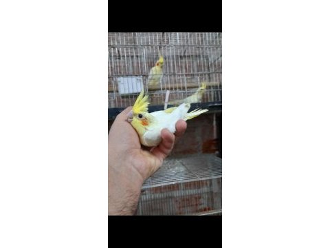Ele alışık ısırma huyu yok sultan papağanı