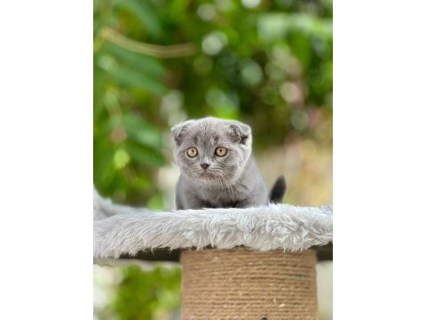 Scottish fold yavrularımız