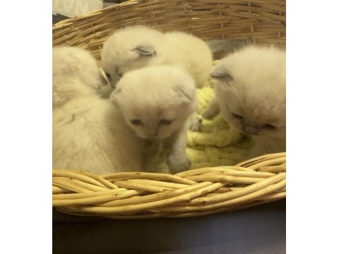 Mükemmel basık surat silver smoke scottish fold yavrular