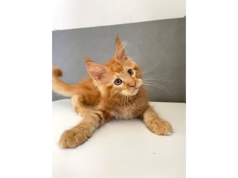 Mainecoon 2,5 aylık erkek red 