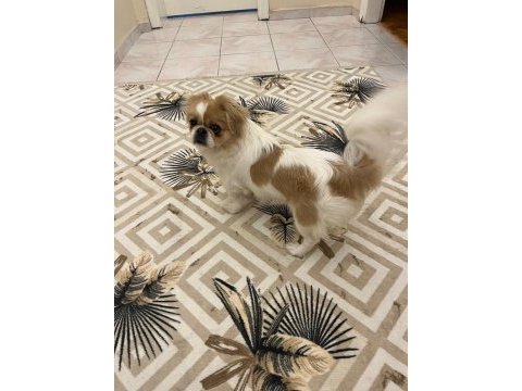 Pekinez köpeğimiz 13 aylık