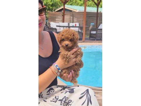 Türkiyenin en özel toy poodle yavruları 