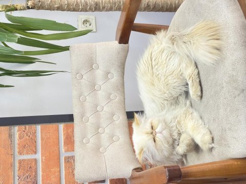 İran persian 3 yaşında erkek