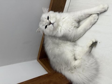 Orjinal ırk aşıları tam erkek british longhair