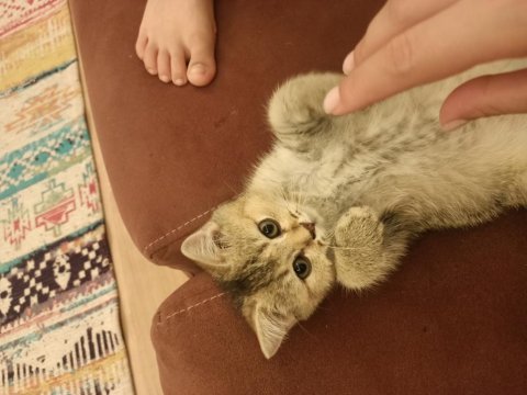 3 aylık erkek yavru kedimiz
