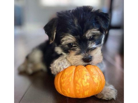 Çok sosyal sevecen yorkshire terrier yavrular