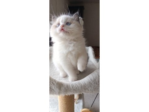 Asil karakterli full şecereli ragdoll yavrular