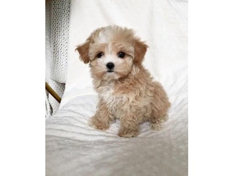 Maltipoo dişi erkek yavrular
