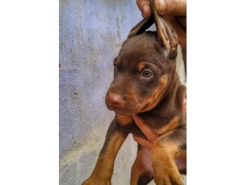 Premium kızıl doberman yavrusu