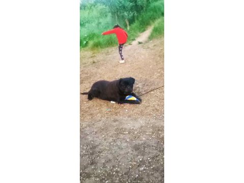 Rottweiler 5 yaşında erkek kısır