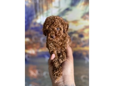 Orjinal micro ayarında red brown poodle