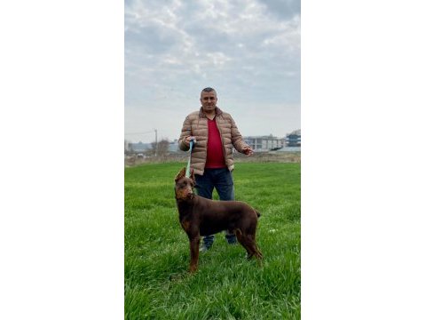 10 aylık kızıl doberman erkek