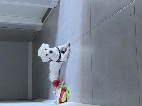 Maltese terrier 8 aylık