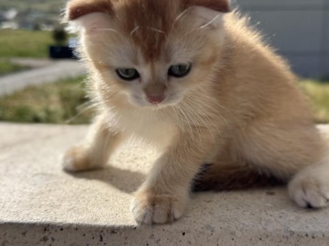 Ankarada ziyarete açık golden scottish fold yavrumuz