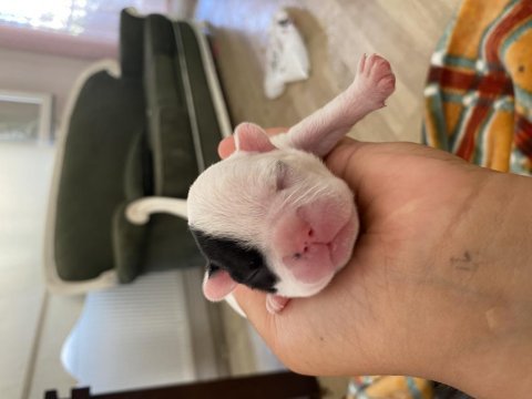 Acil french bulldog bebekler