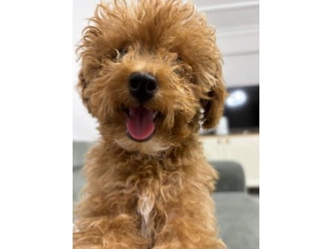 3,5 aylık dişi toy poodle
