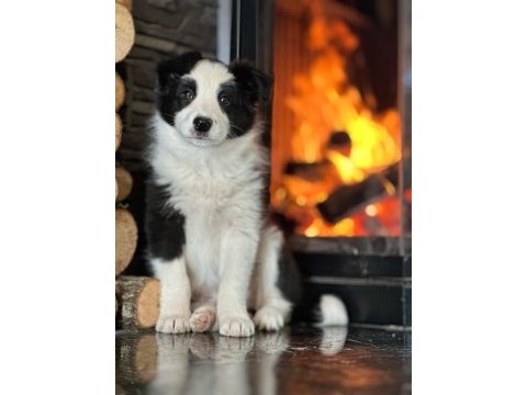 Border collie yavruları aşıları tam