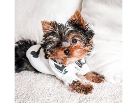 Çok akıllı sorunsuz ev köpeği