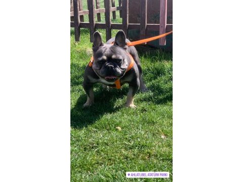 Logan blue and tan auad erkek french bulldog