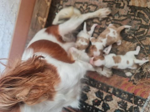Cavalier bebeklerimiz için acele edin