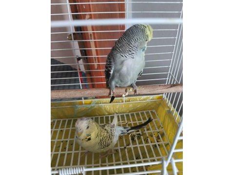 Her şeyiyle vereceğim show jumbo muhabbet kuşu