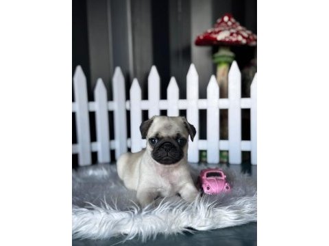 Pug mops yavrumuz üst kalite
