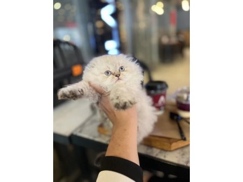 Irk garantili scottish longhair golden point
