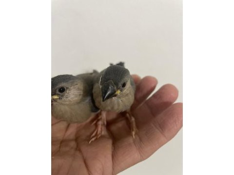İki tane güzel ispinoz