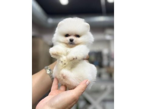 Pomeranian boo 2-3 aylık