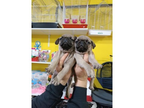 A kalite pug mops yavrularımız