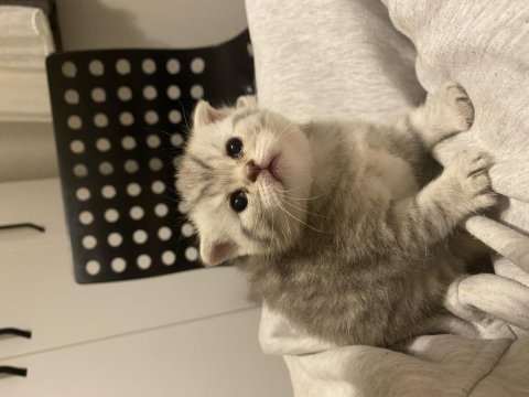 Dişi scottish fold yavrum