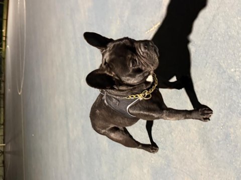 Eğitimli erkek french bulldog