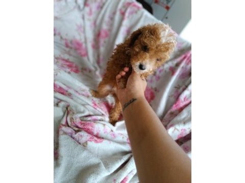 Toy poodle