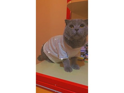 British shorthair kral şakir