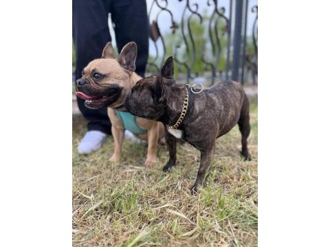 French bulldog ana baba orijinal