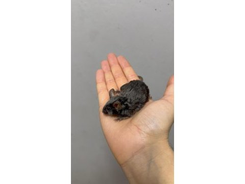 Lab - rat - dumbo rat - panda mice adrese teslim mevcut