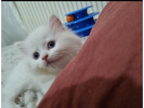 Kedi dişi iki aylık