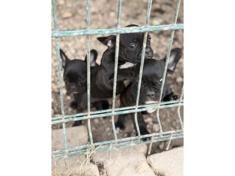 2 adet french bulldog bilgi almadan geçmeyin