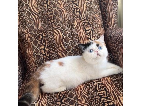Mavi göz ve odd eyes dünyanın en nadir exotic çifti