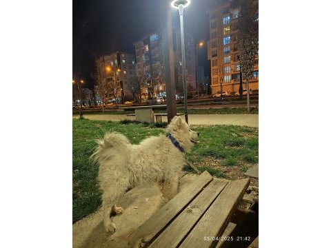 Samoyed süs köpeği 9 aylık