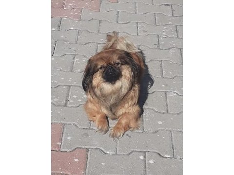 2aylık pekinez yavrularımız sahıplendirilecektirler