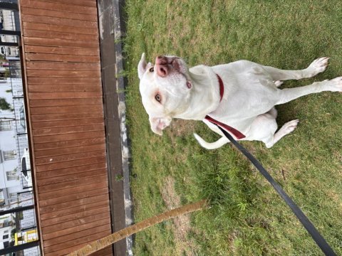 Çatalburun köpek av köpeği